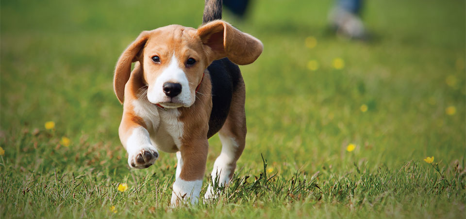 Puppy Image
